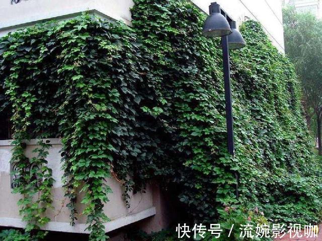 小院子|家里有小院子,三种花草不要种,容易泛滥招蛇虫,很多人都害怕