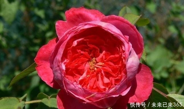 喜欢菊花,不如养“珍品玫瑰”布里顿玫瑰,红艳欲滴,窈窕妩媚!