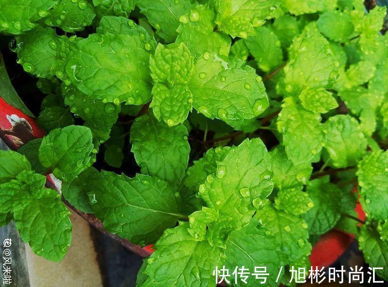 10种花,一天不见水就萎缩,狂补水就对了!