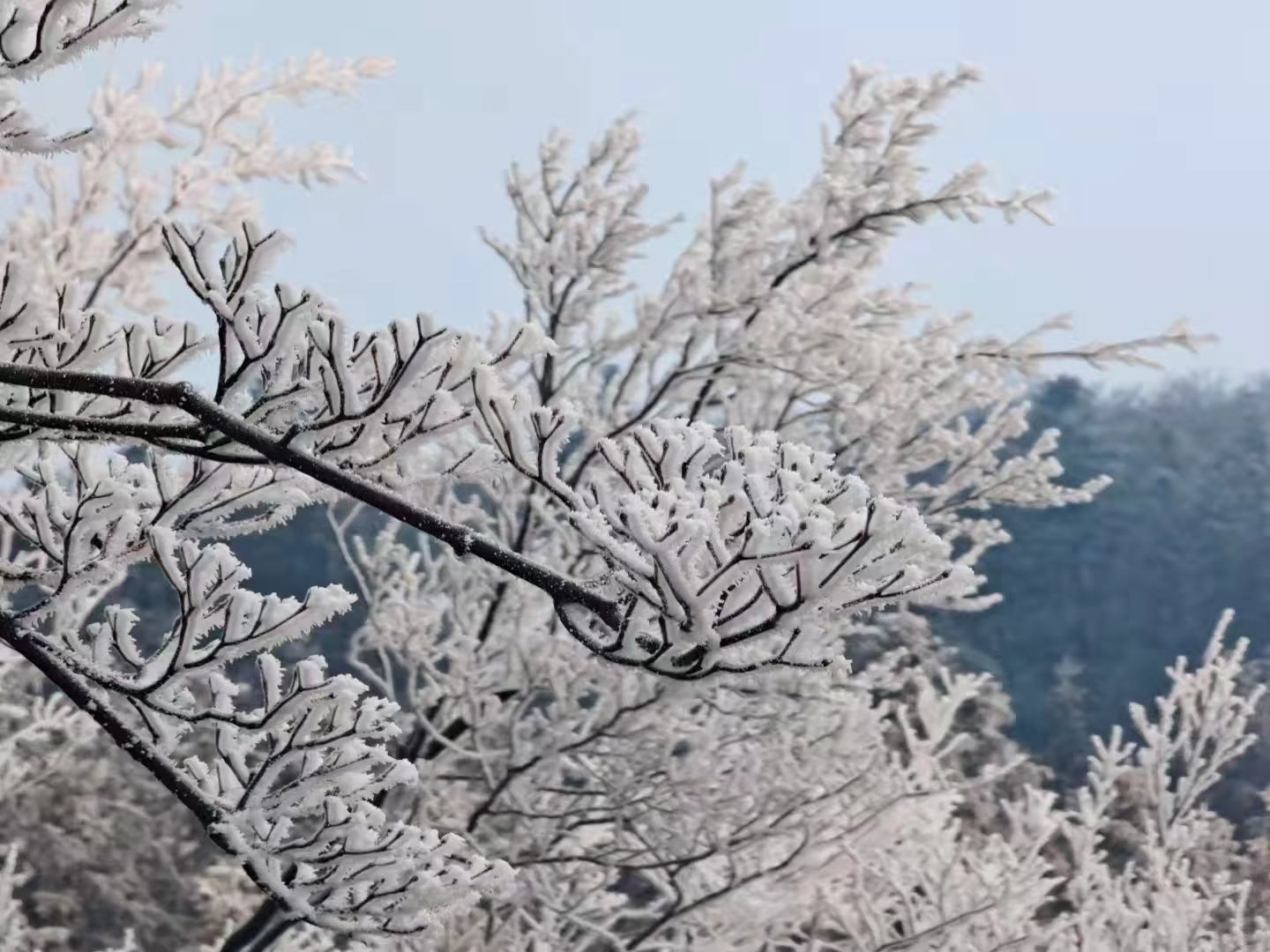 初雪|余杭初雪已发货，超美雪景请查收！