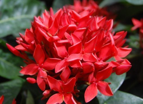 最香的几种花,全年开花不停,花色艳丽,花开枝繁叶茂,美