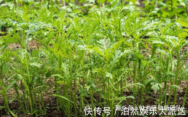 技巧|种茼蒿,采收时连根拔起教你1个技巧,茼蒿摘完一茬又一茬