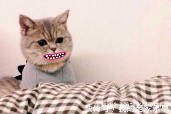 |开心一刻笑话喵星人的搞笑日常,一个个整装待发,谁给你的自信