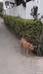 海波|喬杉洗腳城被抓了,會像海波一樣退出演藝圈嗎?哈哈哈哈哈哈哈...