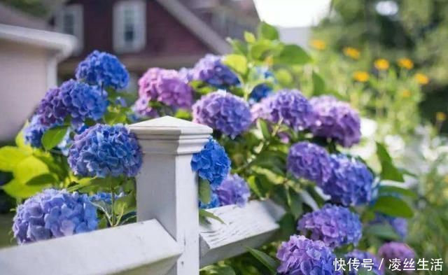 枝条|6种花不能长太高，长高就得剪，因为越矮开花越多，越矮越漂亮