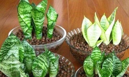 君子兰|家里4种药片,过期不要扔,都是养花宝贝,比花肥好用10倍