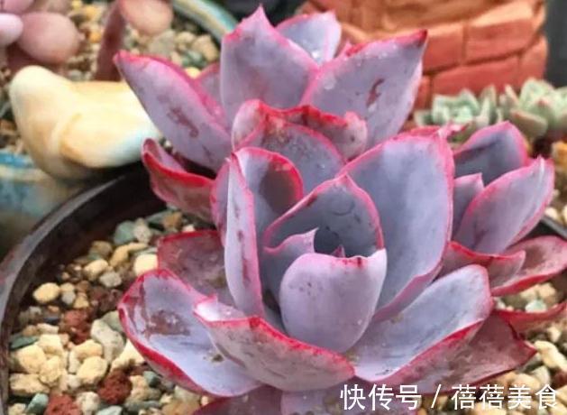 冬天值得你拥有的8种粉色多肉,好养护又漂亮