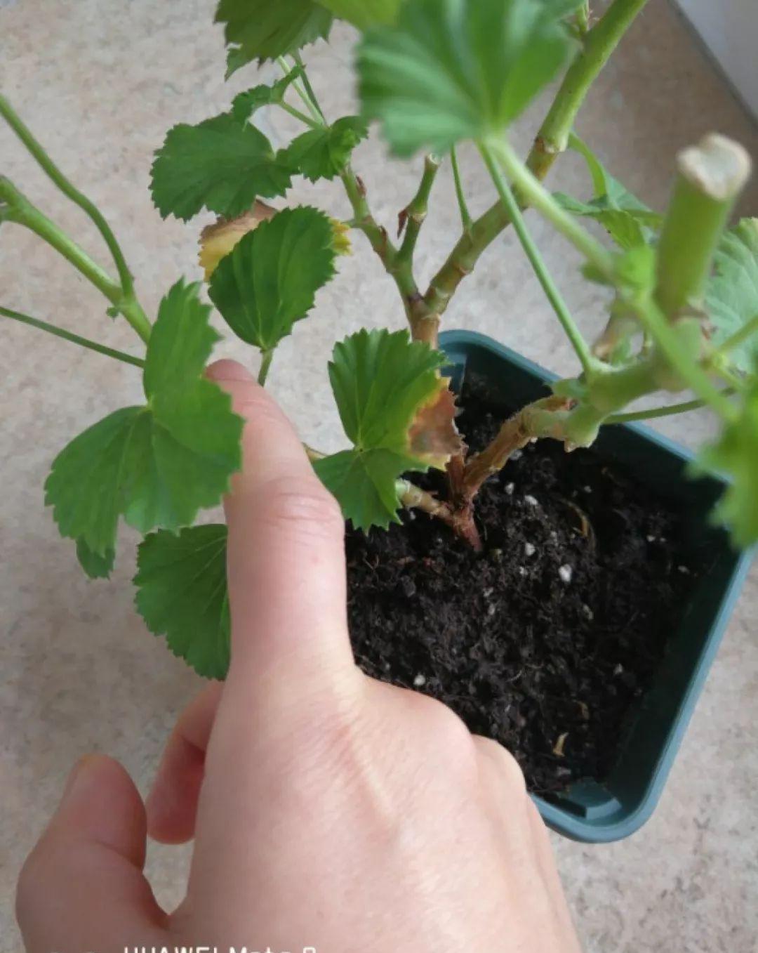 这花真便宜,100块买了一阳台,爆花多得看不见叶子