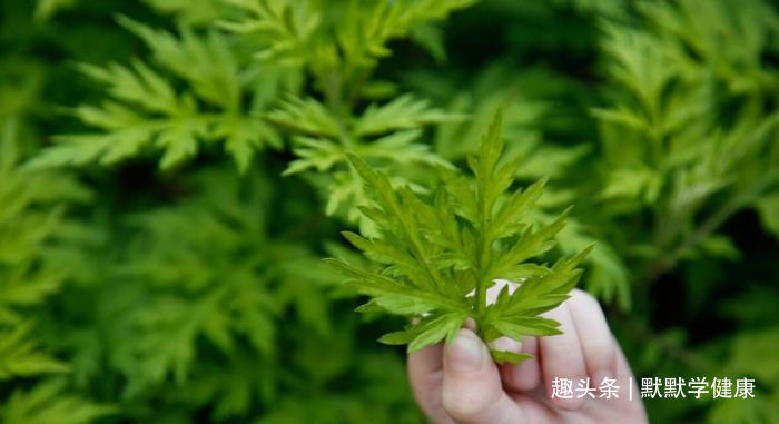 养阳|冬病夏治抓住一年中养阳的40天，阳虚的人记得提前安排好3件事