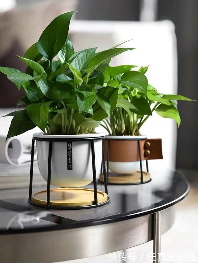客厅养花就选这5种,清雅又大方、越养家里越干净,越养越健康