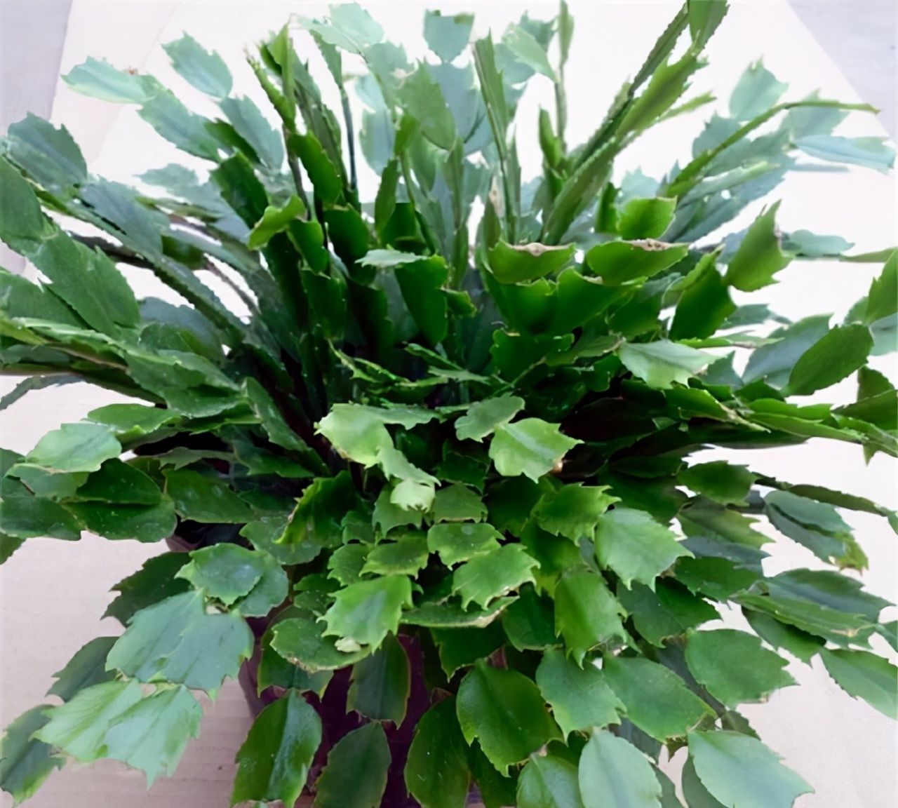 冬末养蟹爪兰,“三位置”灌点水,新芽咕噜冒,一次绽放上万朵