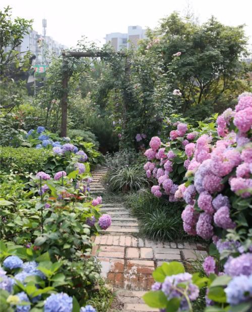 修剪|7月里绣球不修剪,耽误开花一整年,剪的越狠,开花越稳