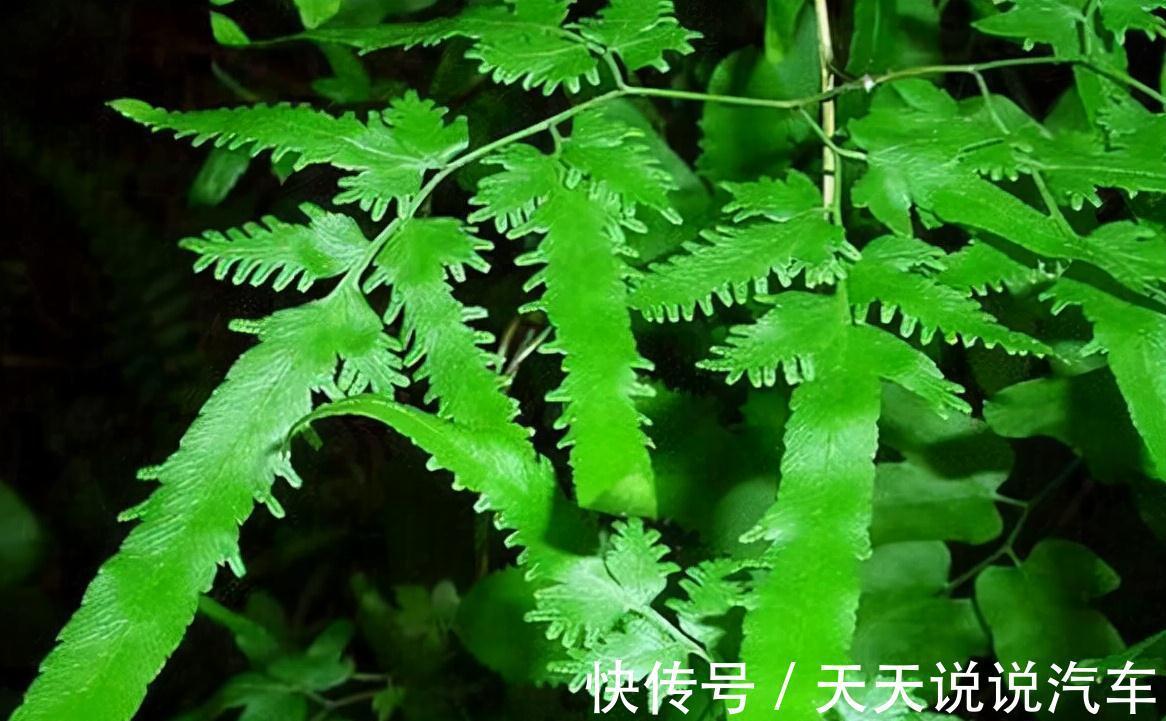 金粉草|山上杂草,看着不起眼,如今成为治疗金粉草,很珍贵