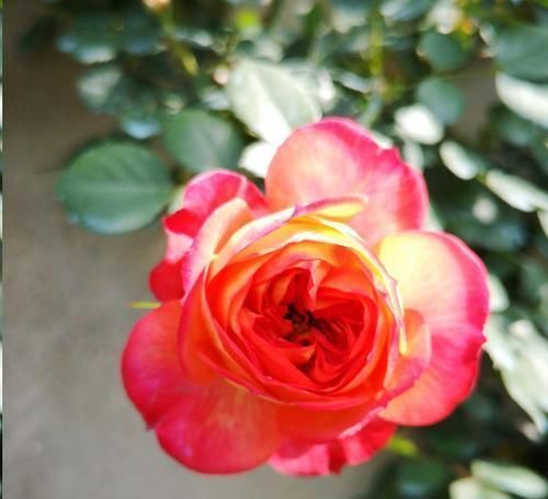 叶子|月季花发芽了却没叶子都怪土里这个物质太多