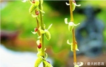 这十首咏柳诗,都是名家经典,记不住也要读一遍