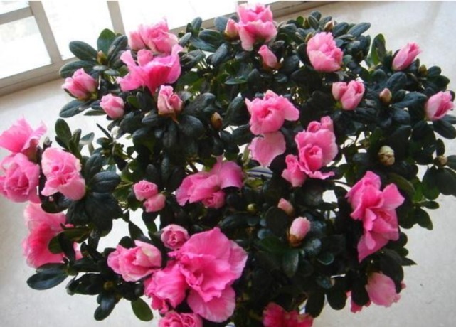 3种“忘忧花”,一养就“上瘾”,好养易爆盆,花美心情好!