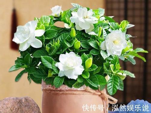 花苞|新买的盆栽养不活排除5个“雷”,养一盆旺一盆