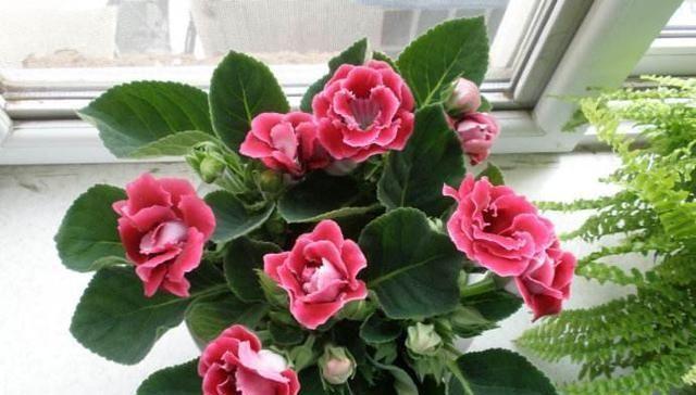 10种花适合养窗台,晒晒太阳,浇浇水,一年300多天都开花