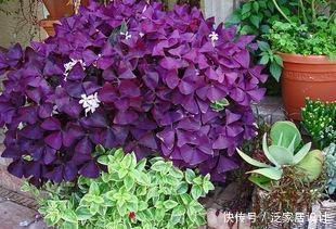 阳台养花选它,花期超半年,花朵艳丽,一次能养上百盆!