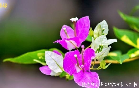 金丝|喜欢三角梅,就养盆“珍品”金心双色,心如金丝,开花爆盆成花树