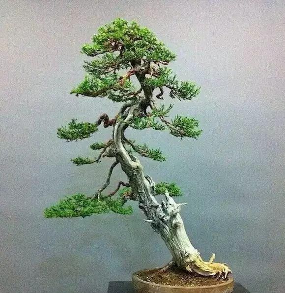 看到这些盆景以前的样子,我也是服了