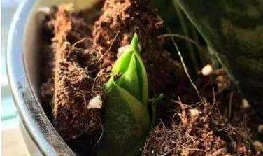 养虎皮兰不爆芽,2分钟学会一招,小芽密密麻麻长一盆