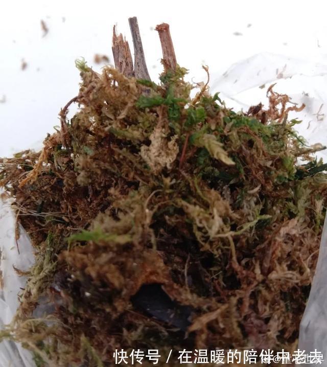 养花技巧公认难养的3种花,高手用经验告诉你,怎样快速开花