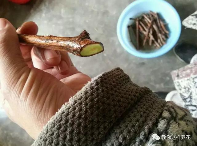 枝条|路边剪个枝,插土里就能活,种在阳台果子多到吃不完!
