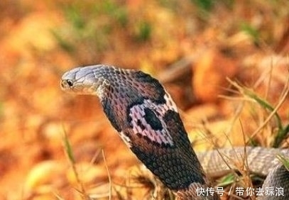 证实|《山海经》中被证实真实存在的动物有哪些?