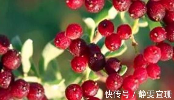 食物|健康长寿吃出来!老中医:多吃4种食物,健胃益脾,增强抵抗力!