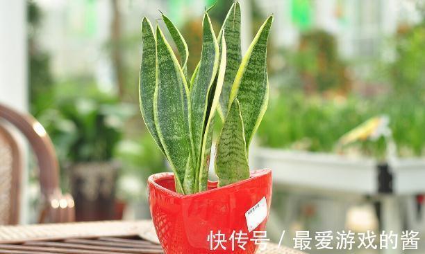 这7种绿植是空气净化小能手,很适合养在室内,美观又增氧