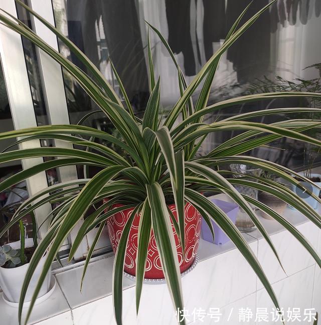 还在花钱买花遇上“6种花”掐根枝回来，插到土里就活，很简单