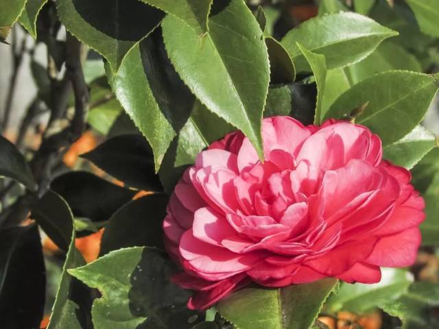 僵蕾|为何山茶花有花蕾但不开花?台长来说说山茶花的养护秘笈!