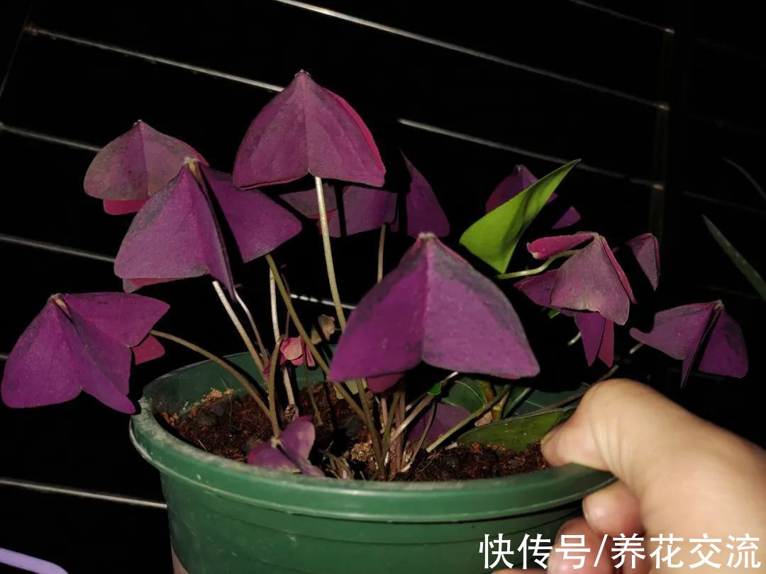 利器|花友必备“养花利器”，看到植物都可以轻松识别，秒变园艺大师