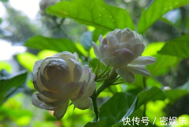 茶叶|给茉莉花喝点以下饮料，叶片绿油油，花骨朵一直长