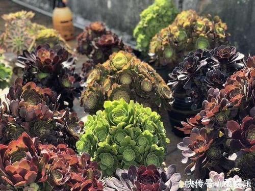 条命|黑法师变老桩要绕开几个坑,晒的“崩溃”也能保条命