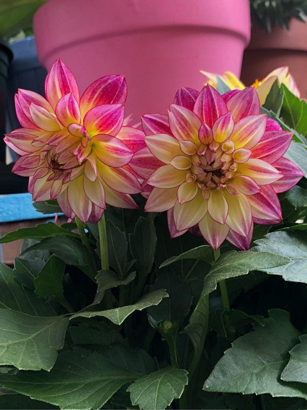 超好养的盆栽花 花型似牡丹 观赏价值高 四季都开花 值得栽培 快资讯 超好养的盆栽花 花型似牡丹 观赏价值高 四季都开花 值得栽培 快资讯