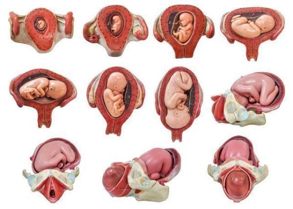 骨盆|孕晚期，胎宝宝头朝下晕眩难受吗为了见妈妈，胎儿其实很努力