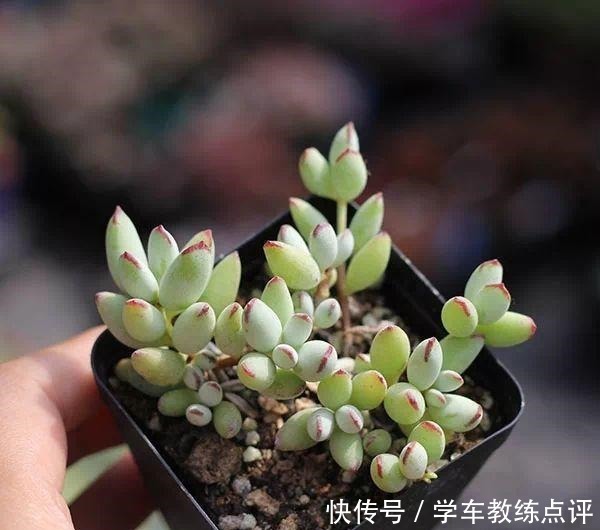 多肉品种多要会“挑”!这5种不能错过,旺福旺运家人也能受益!