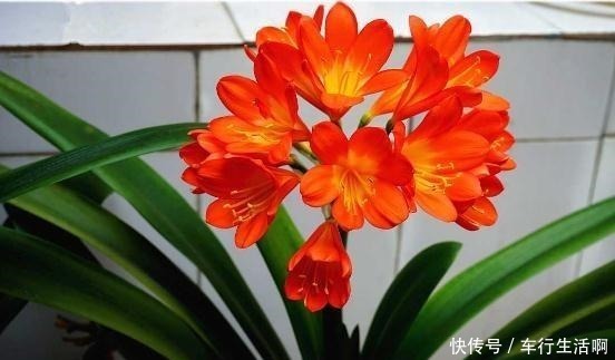 盆底|养君子兰,盆底放1把“它”,叶绿开花大,比花肥好10多倍!