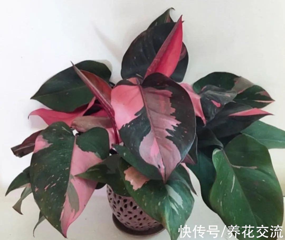 上百块一盆的粉公主蔓绿绒，比粉刚果蔓绿好太多，适合你养吗？