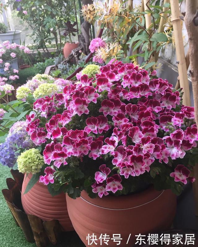 漂亮|6种漂亮花,夏天快扦插,越热越生根,30天就开花,适合急性子养