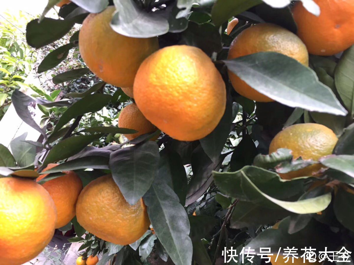 柚子树|4种果树，种在院子里特旺宅，还有时令水果免费吃