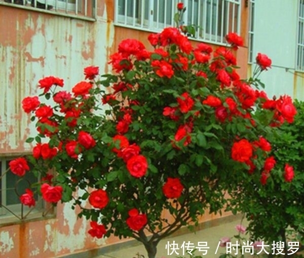 嫁接|养长寿花,用这法,1年就能成老桩,开满五色花,独特又吉祥