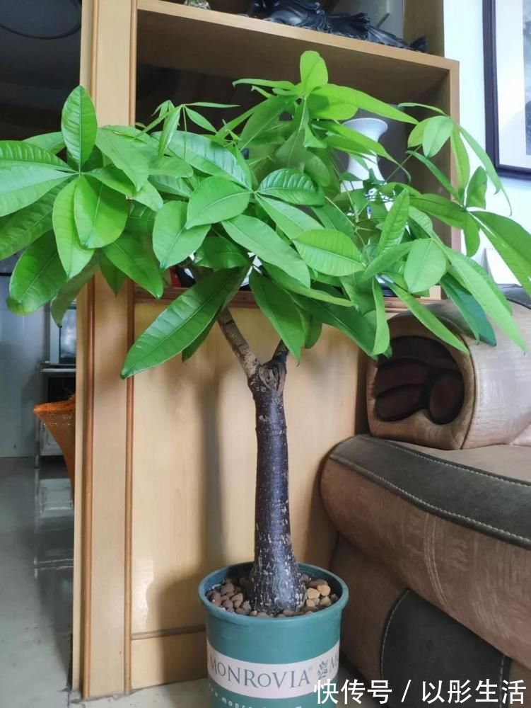 适合过年栽种的4种植株,象征着招财吉祥,好看又好养年味足