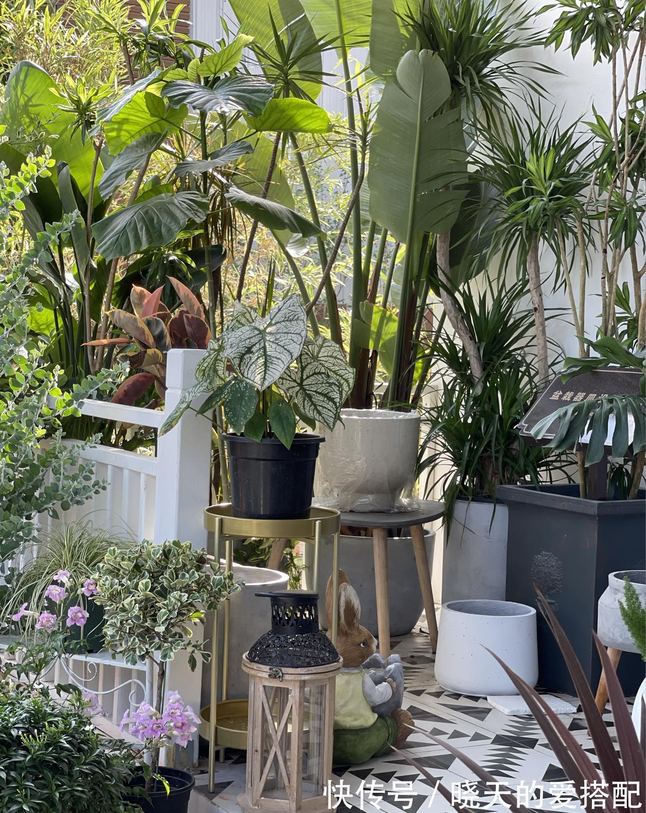 治愈系|小空间庭院花园，正确的绿植搭配技巧，让小院落变身治愈系小花园