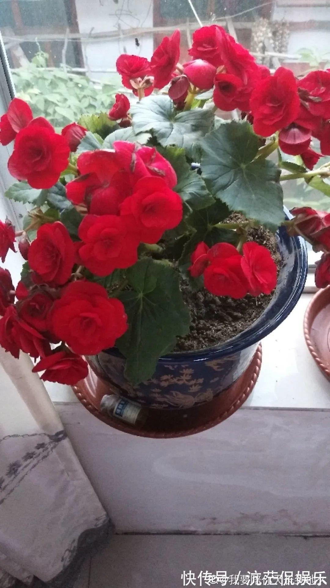 大岩桐|君子兰千万别喷水，一喷水就烂叶，3天就要死翘翘！