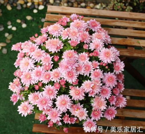 此款耐寒花,皮实又好养,植株矮小花量大,一盆能开上百朵!