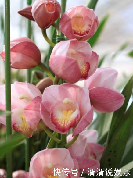 植株|此花一养就喜欢上它,好养漂亮,开花就爆盆,香味十足,女生必选