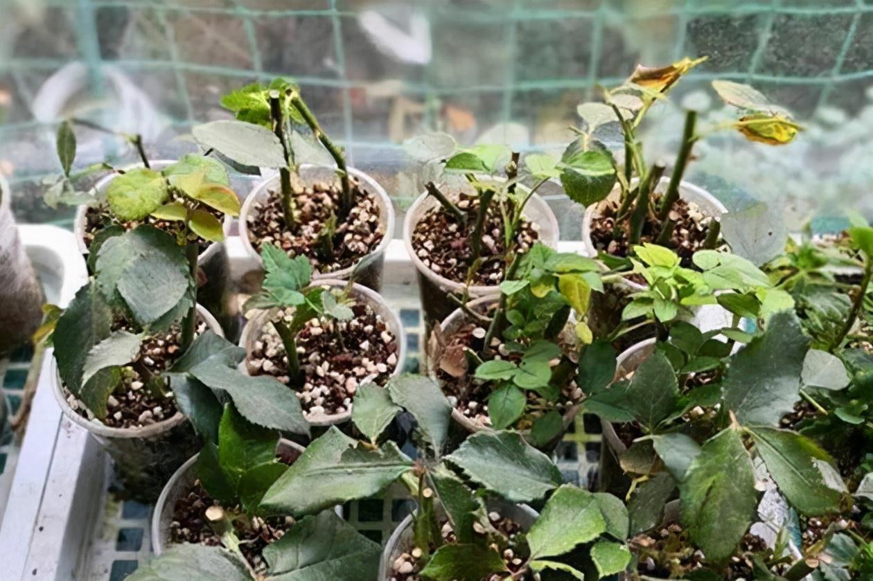 分享2个冬天扦插的小方法,10种花现在扦插正当时,生根快又壮